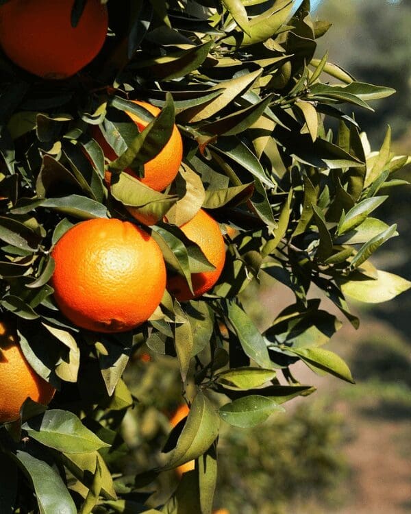 teamrejser til Andalusiens skjulte paradis, Nerja teamrejser til Andalusiens skjulte paradis, Nerja