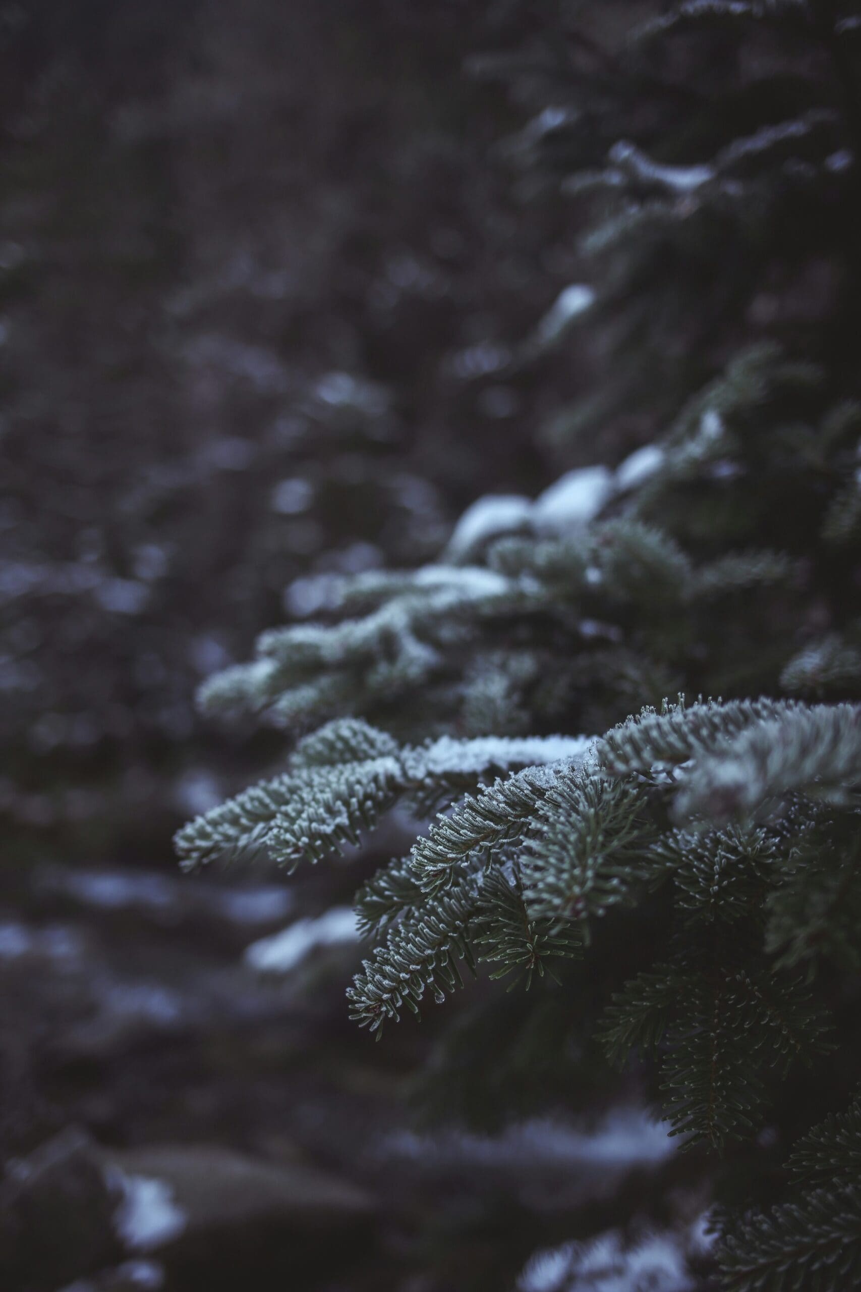 Firmajulefest med the tribe på charlottenlund slot